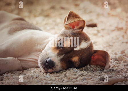 Chihuahua dog se détendre et se reposer , couché sur le sable à la plage les vacances d'été vacances, ocean shore derrière. petit chiot mignon. belle, douce, p Banque D'Images