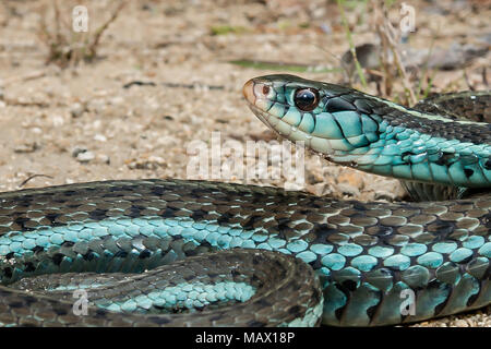 Bluestripe (Thamnophis sirtalis simillis) Banque D'Images