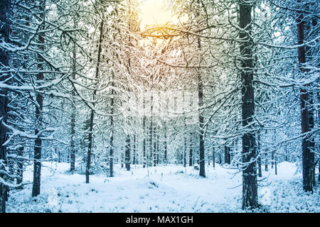 Beau Jour de neige avec la lumière du soleil dans une forêt en hiver en Laponie, Finlande Fond de carte de Vœux de Noël Banque D'Images