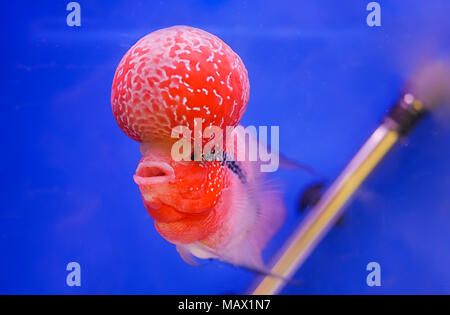 Les poissons d'aquarium, poisson corne de fleur sur fond bleu Banque D'Images