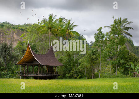 Une architecture ouverte de style Batak rasied abri latéral sur le côté d'un champ de riz au fond d'une vallée de Bukittinggi, à Sumatra. Banque D'Images