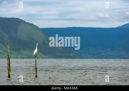 Un harfang aigrette perchée sur un poste en bois dans le Lac Toba, à Sumatra, en Indonésie. Banque D'Images