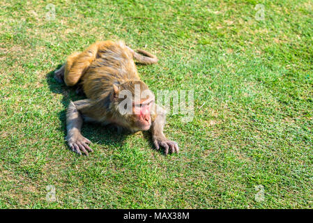 Macaque rhésus dans Jai Niwas Garden. Jaipur, Inde Banque D'Images