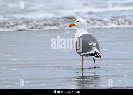 Un goéland argenté se dresse sur Del Ray Beach juste au nord de Seaside, Oregon. Banque D'Images