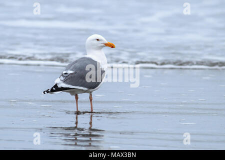 Un goéland argenté se dresse sur Del Ray Beach juste au nord de Seaside, Oregon. Banque D'Images