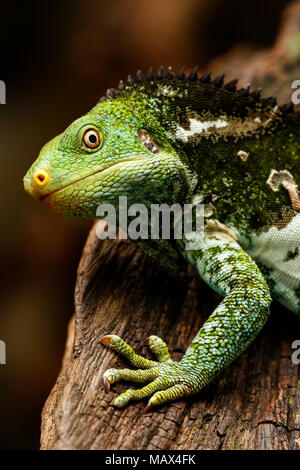 Portrait de l'iguane à crête fidjien (Brachylophus vitiensis) sur l'île de Viti Levu, Fidji. Il est d'une espèces de iguana trouvé sur certains Fidji Banque D'Images