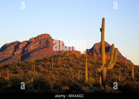 62745-00507 Paysage du soir le long du tuyau d'orgue de la montagne Ajo National Monument AZ Banque D'Images