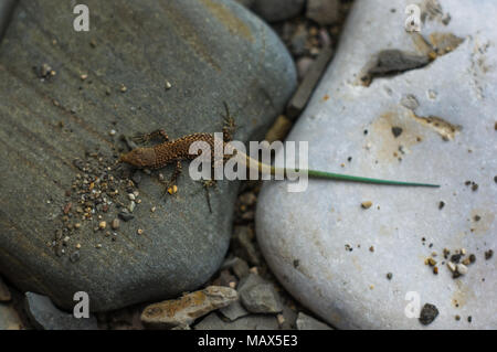 Un petit lézard tacheté brun vert avec queue, couché sur la mer de cailloux, macro, close-up Banque D'Images