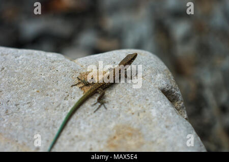 Un petit lézard tacheté brun vert avec queue, couché sur la mer de cailloux, macro, close-up Banque D'Images