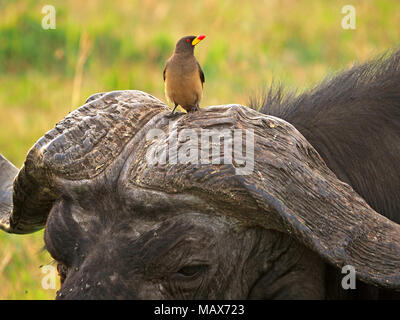 Yellow-billed oxpecker (Buphagus africanus) perché sur patron très usé de cornes de taureau vieux buffle (Syncerus caffer) dans le Masai Mara, Kenya, Afrique du Sud Banque D'Images