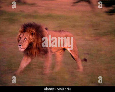 Flou délibéré de la lenteur de la photo panoramique magnifique crinière sombre male lion (Panthera leo) marche à travers la savane dans le Masai Mara, Kenya, Afrique Banque D'Images