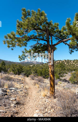 Pinus ponderosa, le pin ponderosa, Bull, pin, pin jaune de l'ouest jack pine, avec au-delà des montagnes Rocheuses, peu Rainbow Trail, le centre du Colorado, Banque D'Images