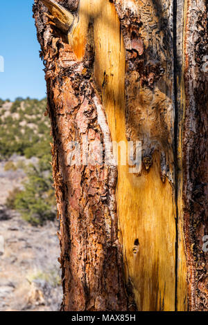 Close-up d'écorce ; Pinus ponderosa ; le pin ponderosa ; bull ; pin pin blackjack ; pin jaune de l'ouest ; au-delà des montagnes Rocheuses avec arc-en-ciel ; peu de sentier ; Banque D'Images