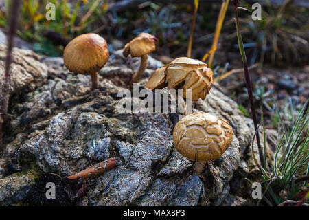 Les champignons hallucinogènes qui poussent sur les excréments du bétail Banque D'Images