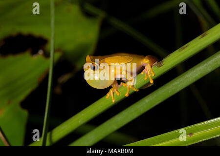 Un clown rainette, Dendropsophus leucophyllatus, gonfler son sac vocal et l'appel près de Bakhuis dans les jungles du Suriname, de l'Amérique du Sud Banque D'Images