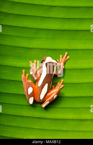 Un clown rainette, Dendropsophus leucophyllatus, sur une feuille d'un palmier, photographié près de Bakhuis dans les jungles du Suriname, l'Amérique du Sud. Banque D'Images