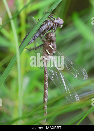 Dragon fly à East Chezzetcook, Nouvelle-Écosse Banque D'Images