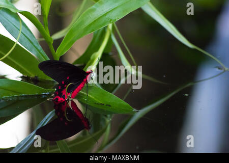 Papillon Mormon commun Banque D'Images