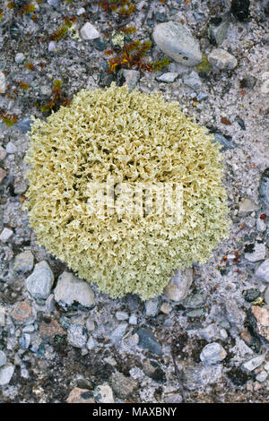 Le lichen d'Islande / Islande Cetraria islandica (lichen Lichen islandicus) / lichen circumpolaire de l'Arctique et les régions montagneuses du nord du pays Banque D'Images