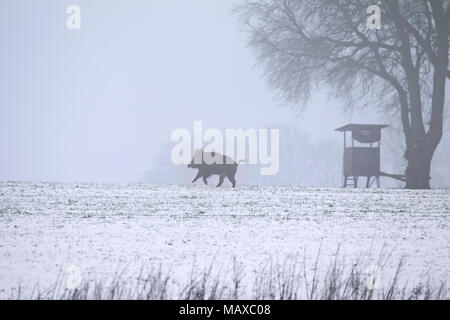 Le sanglier (Sus scrofa) sow fuyant au champ couvert de neige en hiver à l'avant de la chasse aveugle / soulevées masquer Banque D'Images