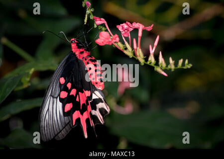 Papillon Rose rose Nectar de l'alimentation Banque D'Images