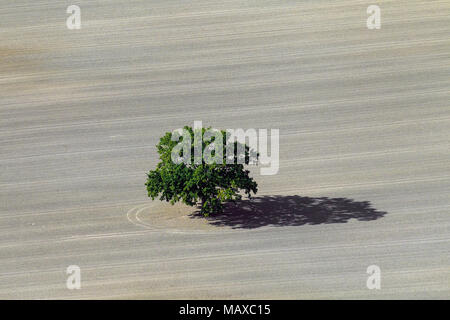 Vue aérienne sur l'English oak / chêne pédonculé / arbre de chêne français (Quercus robur) et son ombre casted au champ sur une journée ensoleillée Banque D'Images