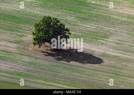 Vue aérienne sur l'English oak / chêne pédonculé / arbre de chêne français (Quercus robur) et son ombre casted au champ sur une journée ensoleillée Banque D'Images