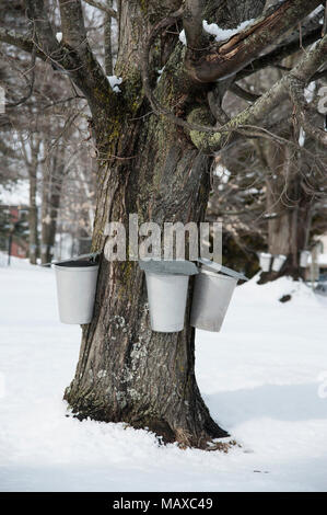 Seaux en métal traditionnel suspendu à partir d'érable pour collecter des SAP pour faire du sirop d'érable et du sucre dans le sud du Maine après chute de neige. Banque D'Images