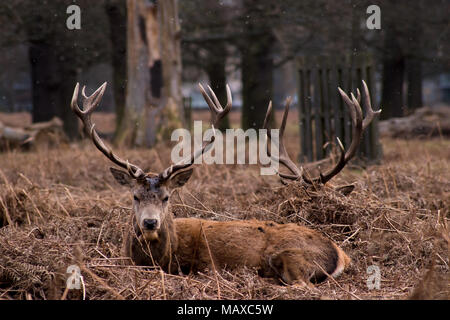 Red Deer Resting in the Bracken, Bushy Park, Surrey Banque D'Images