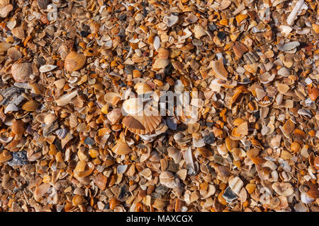 Les coquillages dans le sable plage Mazagon Parador, province de Huelva, Andalousie, Espagne Banque D'Images