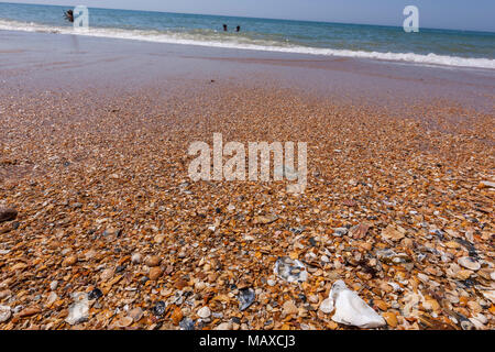 Les coquillages dans le sable plage Mazagon Parador, province de Huelva, Andalousie, Espagne Banque D'Images