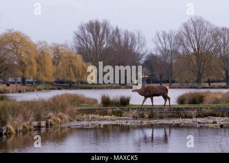 Red Deer Crossing the Bridge à Bushy Park, Surrey Banque D'Images