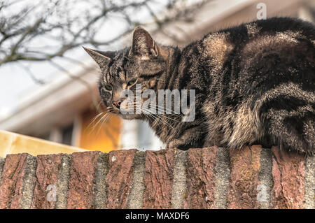 Un chat est assis sur un mur en pierre avant de les regarder Banque D'Images