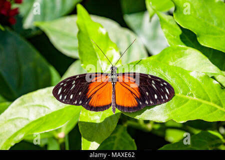 Tigre papillon Heliconius hecale, longwing, sur feuille verte Banque D'Images