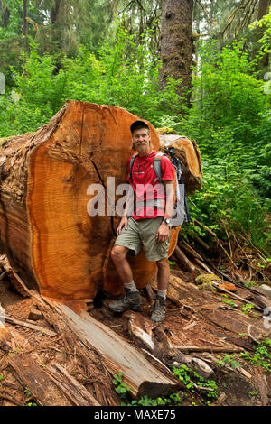 WA15010-00...WASHINGTON - l'éclat des couleurs d'un géant de la forêt fraîchement coupées qui étaient tombés à travers le Hoh River Trail dans le parc national Olympic. Banque D'Images