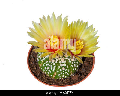 Cactus Astrophytum asterias avec deux fleurs jaune en pot, isolé Banque D'Images