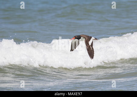 Un huîtrier d'Amérique adultes survolant le surf sur le golfe du Mexique. Banque D'Images