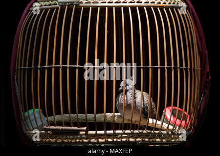 Geopelia striata zebra dove en cage à oiseaux en bois Banque D'Images