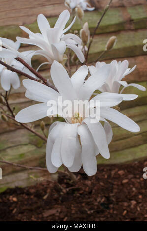 Magnolia stellata (Star Magnolia) montrant des fleurs au début du printemps. Banque D'Images