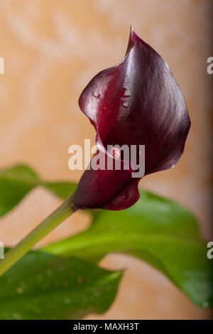 Calla, Kalla (Zantedeschia hybrid) Banque D'Images