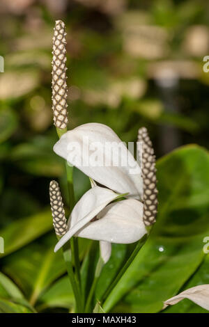 Lily la paix, Liten (fredskalla) Spathiphyllum floribundum Banque D'Images