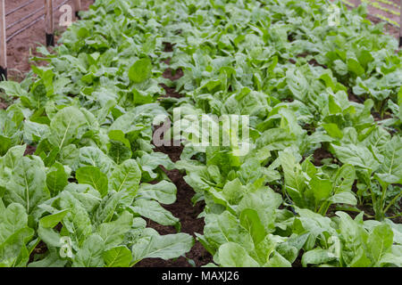 Dans la plantation de blettes vert jardin bio Banque D'Images