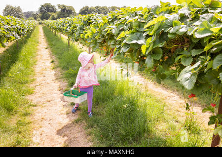 Enfant de trois ans la cueillette des fraises à Parkside Farm Autocueillette, Enfield, Londres, UK Banque D'Images