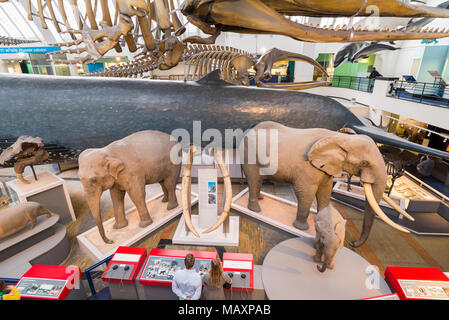 Modèles de mammifères dans le Natural History Museum, London, UK Banque D'Images