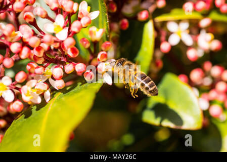 La collecte de l'abeille du nectar et du pollen provenant d'un arbuste Viburnum à floraison hâtive, soleil du printemps lumineux, en Angleterre. Banque D'Images