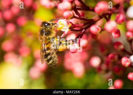 La collecte de l'abeille du nectar et du pollen provenant d'un arbuste Viburnum à floraison hâtive, soleil du printemps lumineux, en Angleterre. Banque D'Images