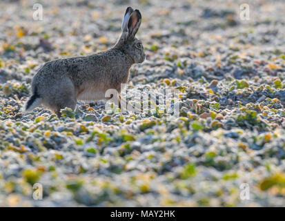 Sachsendorf, Allemagne. Mar 25, 2018. 25 mars 2018, l'Allemagne, l'Sachsendorf : un champ lièvre (Lepus europaeus) élevées dans un champ. Crédit : Patrick Pleul/dpa-Zentralbild/ZB/dpa/Alamy Live News Banque D'Images