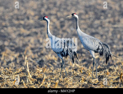 25 mars 2018, l'Allemagne, l'Sachsendorf : Deux Grues (Grus grus) se tiennent sur un terrain. Photo : Patrick Pleul/dpa-Zentralbild/ZB Banque D'Images