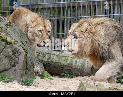 05 avril 2018, Allemagne, Cologne : Lionne Gina (l) regarde newbie Navin. Jeune lion Navin a été amenées d'Aalborg au Danemark au début de mars. Photo : Oliver Berg/dpa Banque D'Images