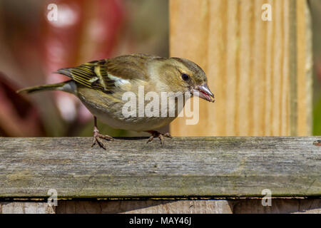 Northampton. Royaume-uni le 5 avril 2018. Météo. Une journée ensoleillée à Northampton après tout le temps gris et humide de la fin, une femelle Chaffinch Fringilla coelebs (Fringillidae) perché sur la clôture de jardin. Credit : Keith J Smith./Alamy Live News Banque D'Images